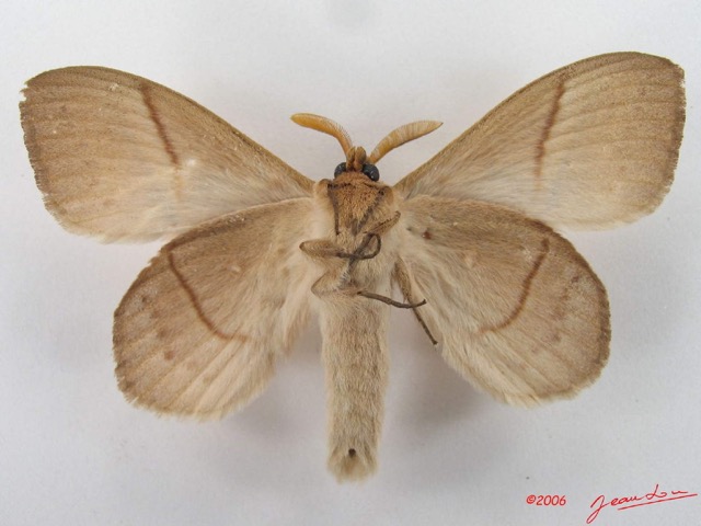 012 Heterocera (FV) Lasiocampidae Philotherma jacchus Moschler 1887 m IMG_4333WTMK.jpg