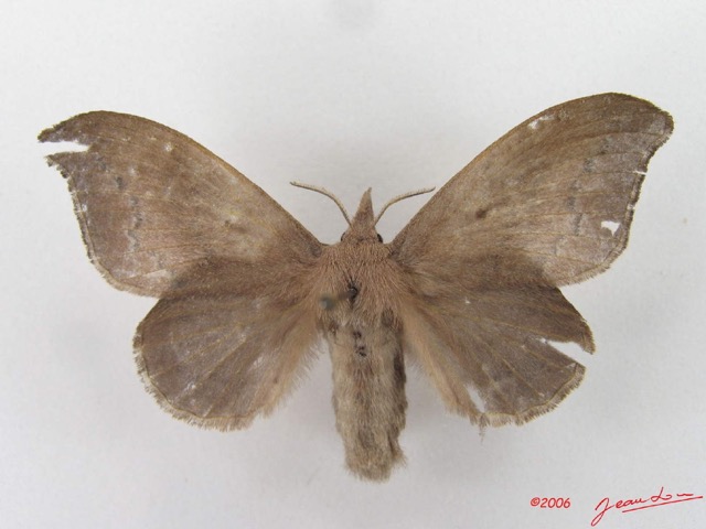 013 Heterocera (FD) Lasiocampidae Leipoxais peraffinis Holland 1893 f IMG_4341WTMK.jpg