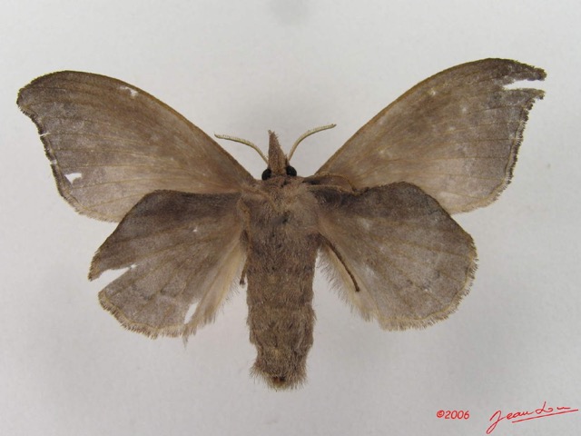 014 Heterocera (FV) Lasiocampidae Leipoxais peraffinis Holland 1893 f IMG_4342WTMK.jpg