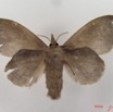 014 Heterocera (FV) Lasiocampidae Leipoxais peraffinis Holland 1893 f IMG_4342WTMK.jpg