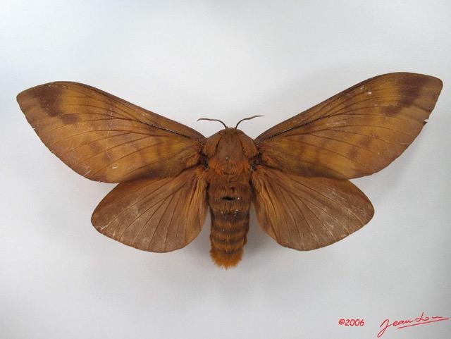 015 Heterocera (FD) Lasiocampidae Gonometa titan Holland 1893 f IMG_4456WTMK.jpg