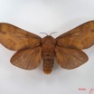 015 Heterocera (FD) Lasiocampidae Gonometa titan Holland 1893 f IMG_4456WTMK.jpg