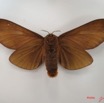 016 Heterocera (FV) Lasiocampidae Gonometa titan Holland 1893 f IMG_4457WTMK.jpg