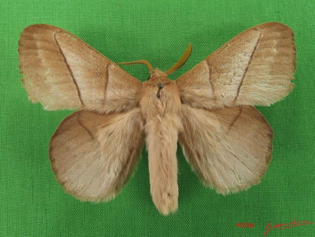 017 Heterocera (FD) Lasiocampidae Philotherma jacchus Moschler 1887 m IMG_4521WTMK.jpg
