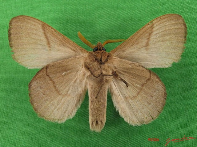 018 Heterocera (FV) Lasiocampidae Philotherma jacchus Moschler 1887 m IMG_4522WTMK.jpg