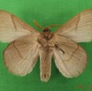 018 Heterocera (FV) Lasiocampidae Philotherma jacchus Moschler 1887 m IMG_4522WTMK.jpg