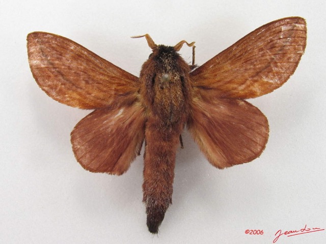 019 Heterocera (FD) Lasiocampidae Cheligium lineatum Aurivillius 1893 m IMG_4493WTMK.jpg
