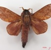 019 Heterocera (FD) Lasiocampidae Cheligium lineatum Aurivillius 1893 m IMG_4493WTMK.jpg