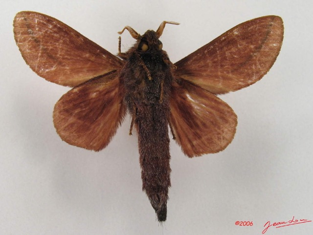 020 Heterocera (FV) Lasiocampidae Cheligium lineatum Aurivillius 1893 m IMG_4494WTMK.jpg