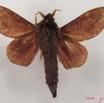 020 Heterocera (FV) Lasiocampidae Cheligium lineatum Aurivillius 1893 m IMG_4494WTMK.jpg