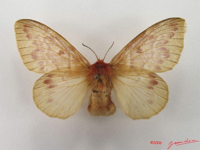 021 Heterocera (FD) Lasiocampidae Lechriolepis nigrivenis Strand 1912 f IMG_4543WTMK.jpg