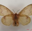 022 Heterocera (FV) Lasiocampidae Lechriolepis nigrivenis Strand 1912 f IMG_4544WTMK.jpg