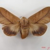 025 Heterocera (FD) Lasiocampidae Pallastica mesoleuca Strand 1911 f IMG_4593WTMK.jpg