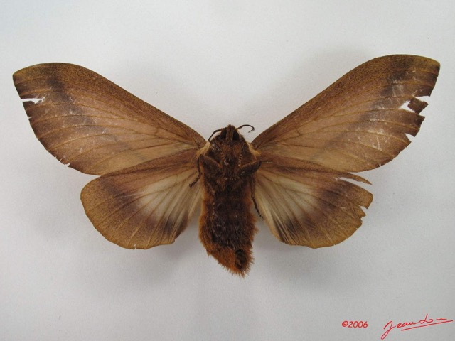 026 Heterocera (FV) Lasiocampidae Pallastica mesoleuca Strand 1911 f IMG_4594WTMK.jpg