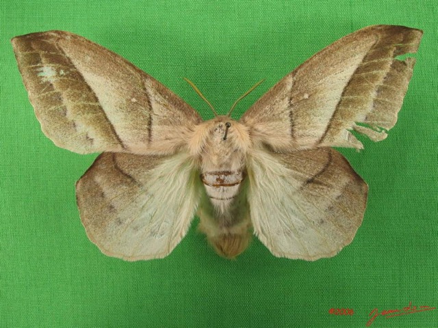 027 Heterocera (FD) Lasiocampidae Philotherma jacchus Moschler 1887 f IMG_4675WTMK.jpg