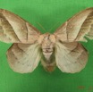 027 Heterocera (FD) Lasiocampidae Philotherma jacchus Moschler 1887 f IMG_4675WTMK.jpg