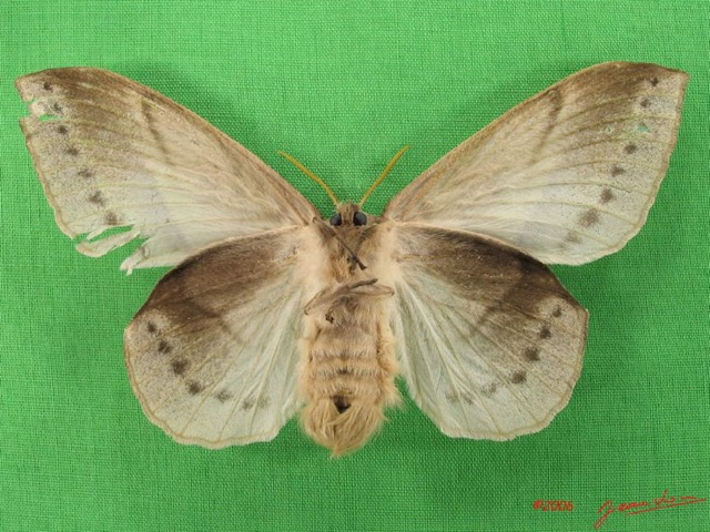 028 Heterocera (FV) Lasiocampidae Philotherma jacchus Moschler 1887 f IMG_4677WTMK.jpg