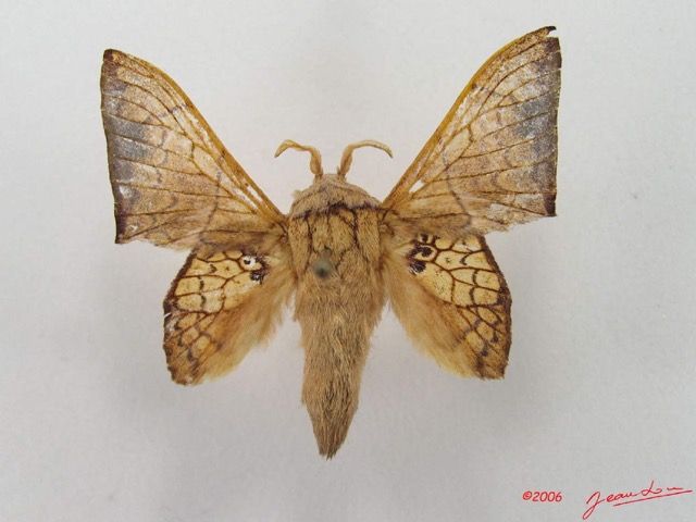 029 Heterocera (FD) Lasiocampidae Weberolegra weberi Tams 1929 m IMG_4693WTMK.jpg