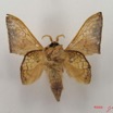 030 Heterocera (FV) Lasiocampidae Weberolegra weberi Tams 1929 m IMG_4695WTMK.jpg