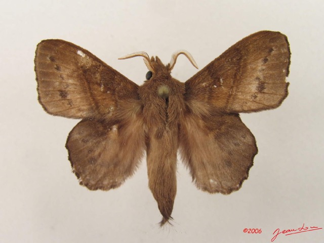 031 Heterocera (FD) Lasiocampidae Leipoxais marginepunctata Holland 1893 m IMG_4776WTMK.jpg