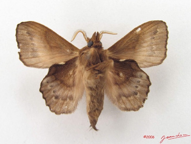 032 Heterocera (FV) Lasiocampidae Leipoxais marginepunctata Holland 1893 m IMG_4777WTMK.jpg