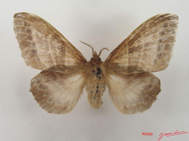 033 Heterocera (FD) Lasiocampidae Leipoxais marginepunctata Holland 1893 f IMG_4919WTMK.jpg