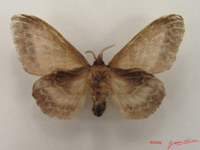 034 Heterocera (FV) Lasiocampidae Leipoxais marginepunctata Holland 1893 f IMG_4920WTMK.jpg