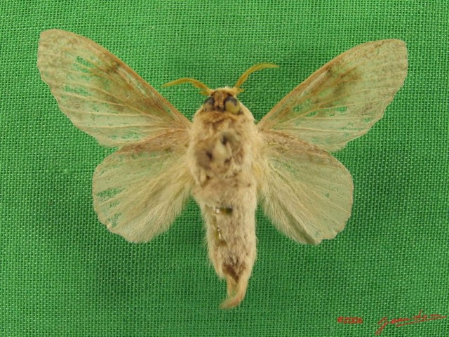 036 Heterocera (FV) Lasiocampidae Weirdonia balia Tams 1929 m IMG_4931WTMK.jpg
