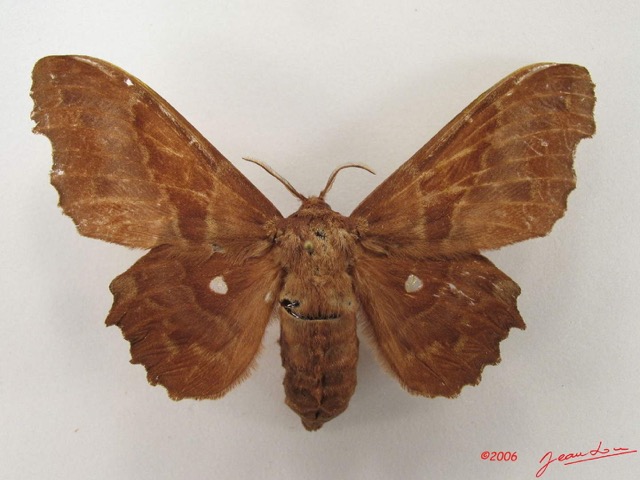 037 Heterocera (FD) Lasiocampidae Mimopacha knoblauchii Dewitz 1881 IMG_4955WTMK.jpg