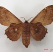 038 Heterocera (FV) Lasiocampidae Mimopacha knoblauchii Dewitz 1881 IMG_4956WTMK.jpg