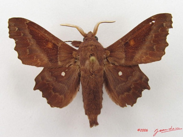039 Heterocera (FD) Lasiocampidae Mimopacha knoblauchii Dewitz 1881 IMG_5053WTMK.jpg