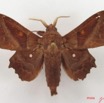 039 Heterocera (FD) Lasiocampidae Mimopacha knoblauchii Dewitz 1881 IMG_5053WTMK.jpg