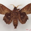 040 Heterocera (FV) Lasiocampidae Mimopacha knoblauchii Dewitz 1881 IMG_5055WTMK.jpg