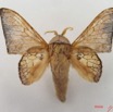 041 Heterocera (FD) Lasiocampidae Weberolegra weberi Tams 1929 m IMG_5067WTMK.jpg