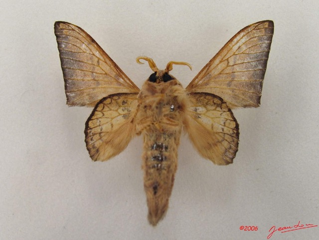 042 Heterocera (FV) Lasiocampidae Weberolegra weberi Tams 1929 m IMG_5068WTMK.jpg