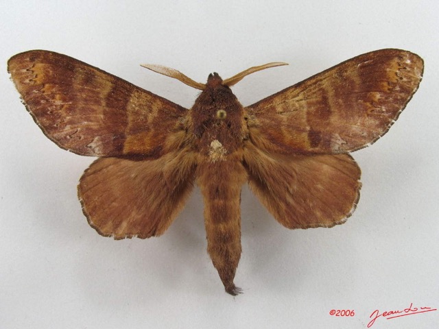 045 Heterocera (FD) Lasiocampidae Catalebeda producta Walker 1855 m IMG_5102WTMK_1.jpg