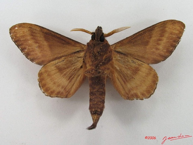 046 Heterocera (FV) Lasiocampidae Catalebeda producta Walker 1855 m IMG_5103WTMK_1.jpg