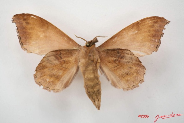 048 Heterocera (FV) Lasiocampidae Leipoxais siccifolia Aurivillius 1902 f IMG_1390WTMK.jpg