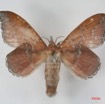049 Heterocera (FD) Lasiocampidae Leipoxais rufobrunnea Strand 1912 IMG_1452WTMK.jpg
