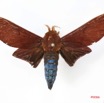 051 Heterocera (FD) Lasiocampidae Gonometa nysa Druce 1888 m IMG_1697WTMK.jpg