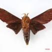 052 Heterocera (FV) Lasiocampidae Gonometa nysa Druce 1888 m IMG_1701WTMK.jpg