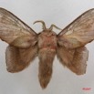 055 Heterocera (FD) Lasiocampidae Sonitha libera Aurivillius 1914 7IMG_5741WTMK.jpg