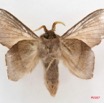 056 Heterocera (FV) Lasiocampidae Sonitha libera Aurivillius 1914 7IMG_5744WTMK.jpg