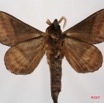 064 Heterocera (FV) Lasiocampidae Catalebeda producta Walker 1855 7IMG_7419WTMK.jpg