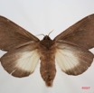 068 Heterocera (FV) Lasiocampidae Pachymetana immunda Holland 1893 f 7IMG_8644WTMK.jpg