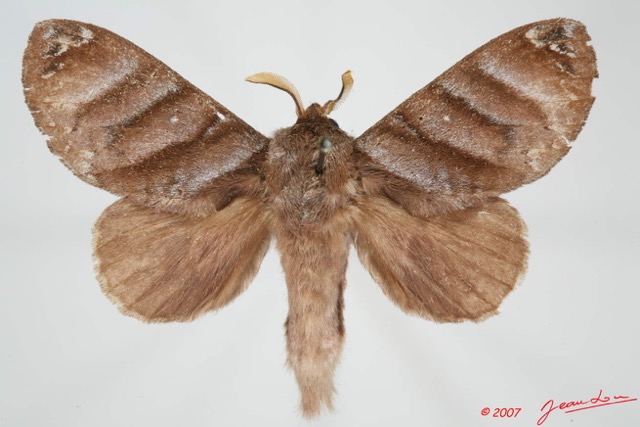 069 Heterocera (FD) Lasiocampidae Gonobombyx porphyria Holland 1893 7EIMG_9091WTMK.jpg