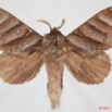 069 Heterocera (FD) Lasiocampidae Gonobombyx porphyria Holland 1893 7EIMG_9091WTMK.jpg