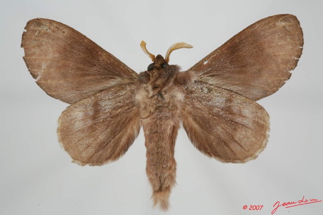 070 Heterocera (FV) Lasiocampidae Gonobombyx porphyria Holland 1893 7EIMG_9095WTMK.jpg