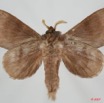 070 Heterocera (FV) Lasiocampidae Gonobombyx porphyria Holland 1893 7EIMG_9095WTMK.jpg