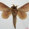 088 Heterocera (FV) Lasiocampidae Pachytrina honrathii Dewitz 1881 m 8EIMG_20642WTMK.jpg